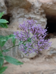 Trachelium caeruleum