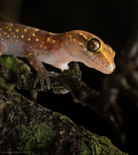 Termite Hill Gecko, Hemidactylus triedrus