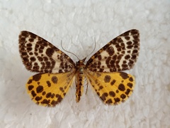 Arichanna melanaria