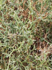 Genista tridentata