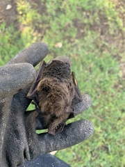 Chalinolobus gouldii