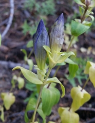 Gentiana calycosa