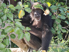 Pan troglodytes verus