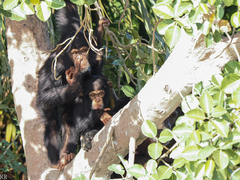 Pan troglodytes verus