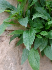 Trachelium caeruleum