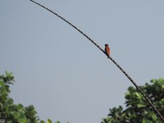 Eurystomus glaucurus