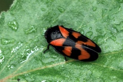 Cercopis vulnerata