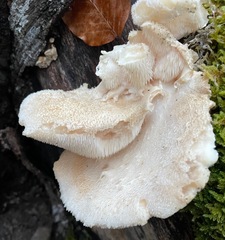 Hericium cirrhatum