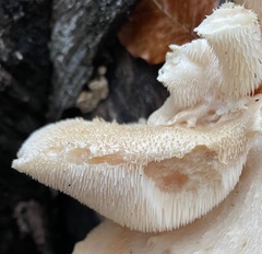 Hericium cirrhatum