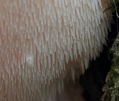 Hericium cirrhatum