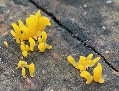 Calocera furcata