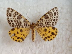 Arichanna melanaria