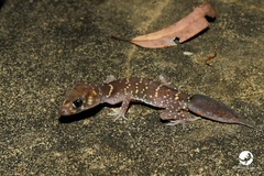 Underwoodisaurus milii