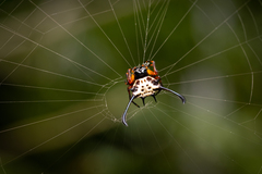 Gasteracantha clavigera