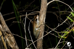 Litoria adelaidensis