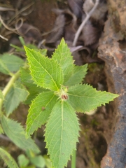 Acalypha villicaulis