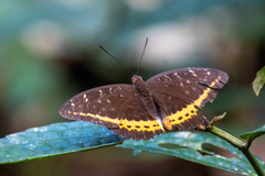 Lexias panopus