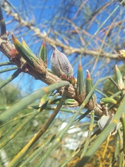 Cylindrococcus casuarinae