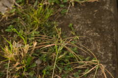 Chloris pycnothrix