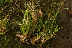 Chloris pycnothrix