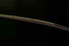 Chloris pycnothrix