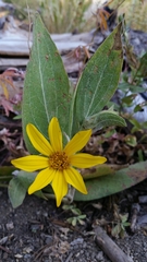 Wyethia mollis