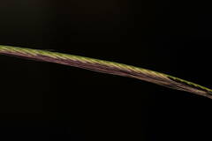 Chloris pycnothrix