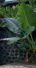 Alocasia macrorrhizos