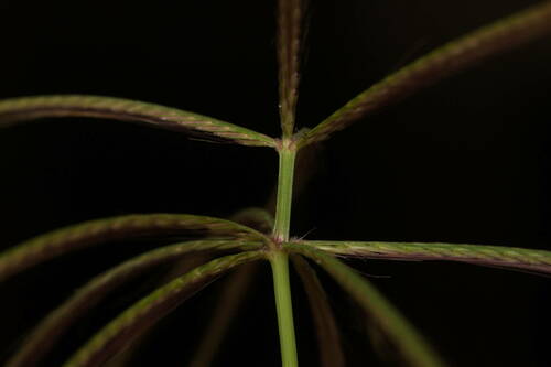 Spider Web Chloris