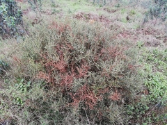 Genista tridentata