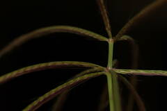 Chloris pycnothrix