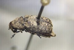 Euparius marmoreus