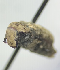 Euparius marmoreus
