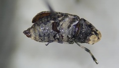 Euparius marmoreus