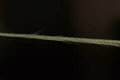 Chloris pycnothrix