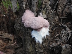Fuligo septica rosea