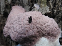 Fuligo septica rosea