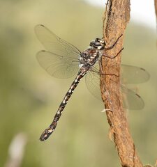 Austroaeschna atrata