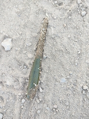 Hirudinaria manillensis