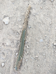 Hirudinaria manillensis