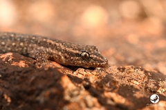 Crenadactylus ocellatus