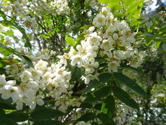 Sorbus tianschanica