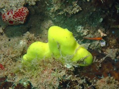 Leucetta chagosensis