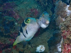 Canthigaster valentini