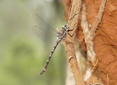 Austroaeschna atrata