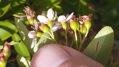 Pyracantha crenulata