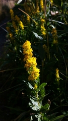 Solidago elongata