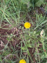 Nidorella podocephala