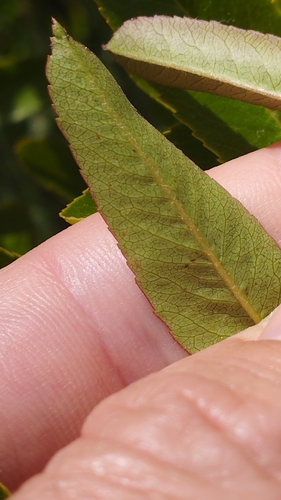 Image of Pyracantha crenulata by (c) Joe Potter Butler, some rights reserved (CC BY)