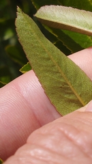 Pyracantha crenulata